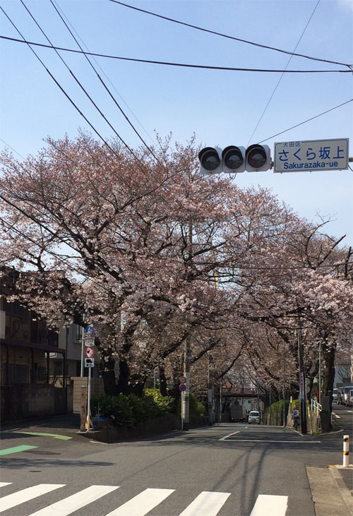 桜坂