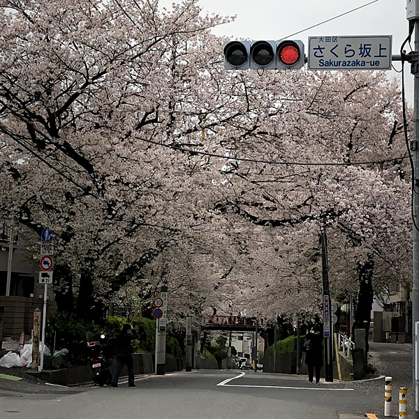 桜坂